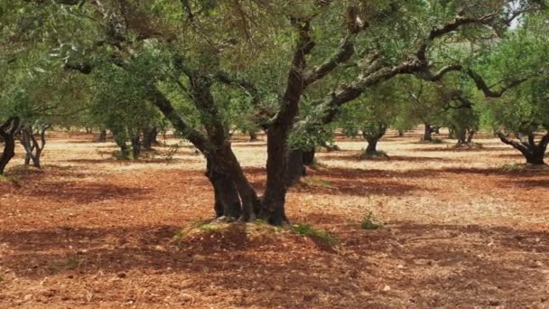 Olivos Olea Europaea Arboleda Creta Grecia Para Producción Aceite Oliva — Vídeos de Stock
