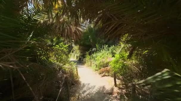 Camminando Con Steadycam Stedicam Nella Foresta Palme Della Palma Dattero — Video Stock