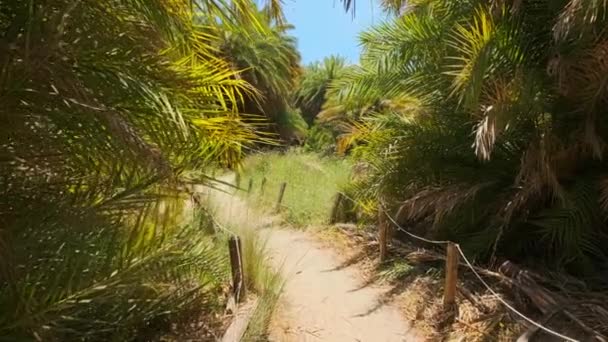 Walking Steadycam Stedicam Palm Tree Forest Cretan Date Palm Phoenix — Stock video