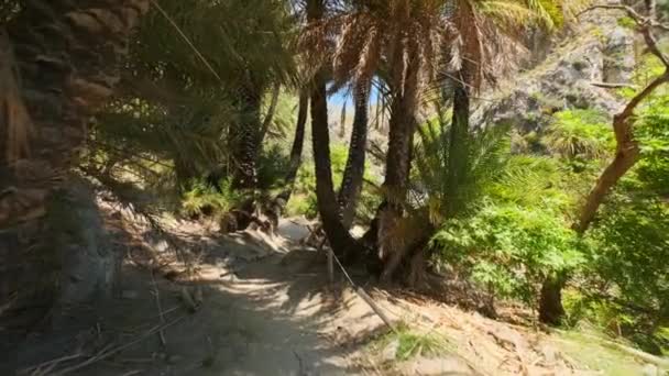 Spacer Stedicam Stedicam Lesie Palmowym Kreteńskiej Daty Palmy Phoenix Theophrastii — Wideo stockowe