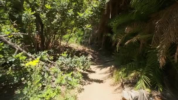 Camminando Con Steadycam Stedicam Nella Foresta Palme Della Palma Dattero — Video Stock