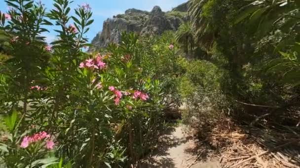 Caminando Con Steadycam Stedicam Bosque Palmeras Creta Datilera Phoenix Theophrastii — Vídeo de stock