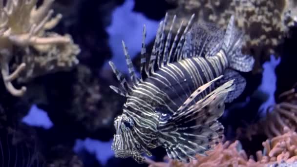 Ryba Czerwona Pterois Volitans Jadowita Rafa Koralowa Pod Wodą — Wideo stockowe