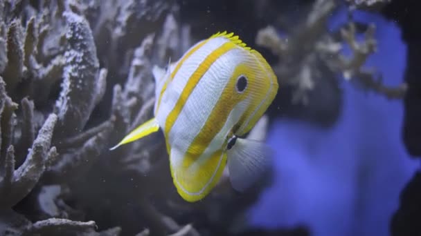 Butterflyfish Cobre Chelmon Rostratus Peixe Coral Bifurcado Subaquático — Vídeo de Stock