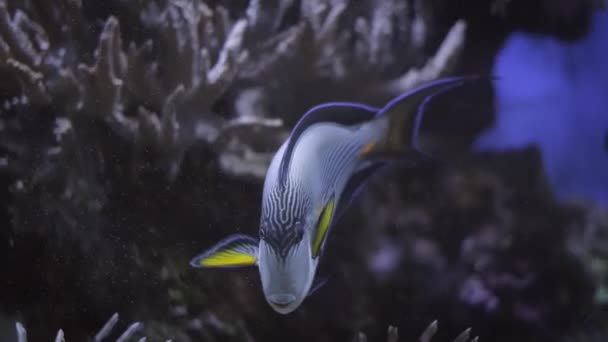 Färgglada Tropiska Fiskar Sohal Surgeonfish Acanthurus Sohal Sohal Tang Vatten — Stockvideo
