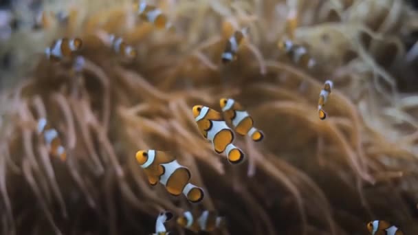 Palhaço Anemonefish Amphiprion Ocellaris Comum Palhaço Peixe Cardume Colônia Entre — Vídeo de Stock