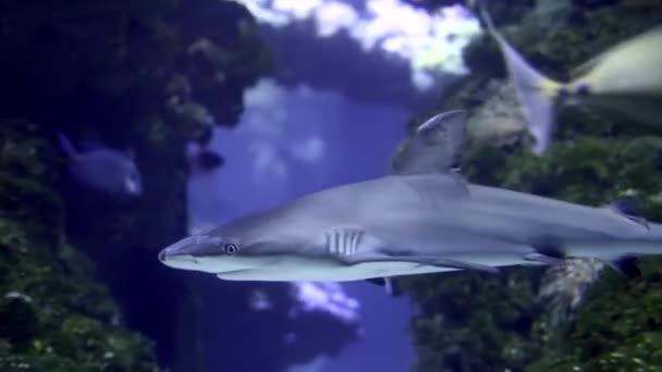 水中のサメオープン水の中の写真 — ストック動画