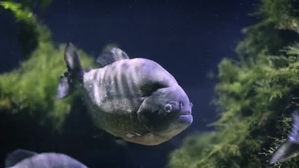 红腹食人鱼 红腹食人鱼 — 图库视频影像