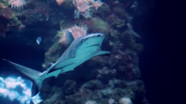 Žralok Vodě Podvodní Fotografie Otevřené Vodě — Stock video