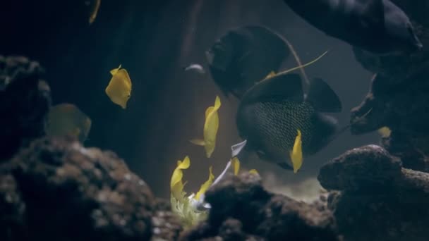 Peixes Tropicais Recife Kole Tang Azul Tang Amarelo Tang Subaquático — Vídeo de Stock
