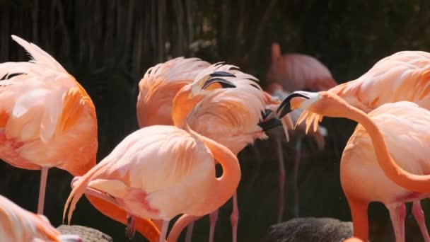 Amerikaanse Phoenicopterus Ruber Chilensis Chileense Flamingo Phoenicopterus Chilensis Beuatiful Colorful — Stockvideo