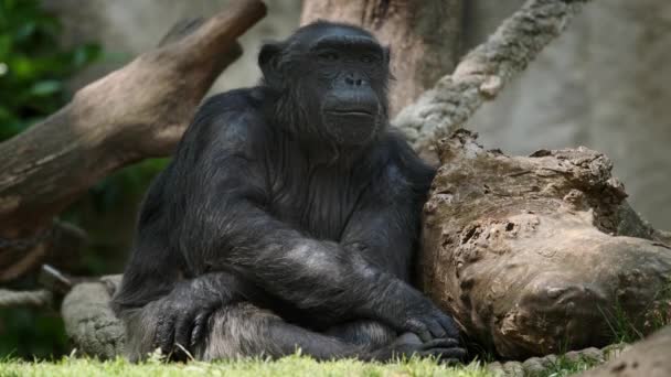 아프리카에서 침팬지의 초상화 — 비디오
