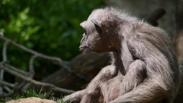 アフリカのチンパンジーの肖像画 — ストック動画