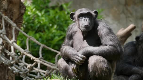 来自非洲的黑猩猩的肖像 — 图库视频影像