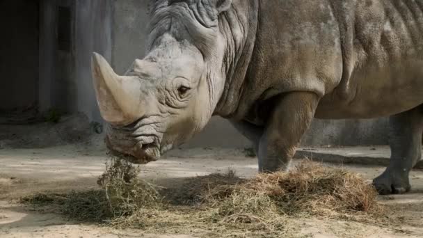 Rinocerontes Blancos Del Sur Rinocerontes Labios Cuadrados Del Sur Ceratotherium — Vídeo de stock