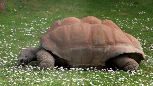 Tartaruga Gigante Aldabra Comendo Grama Flores Margarida Prado Tartaruga Gigante — Vídeo de Stock