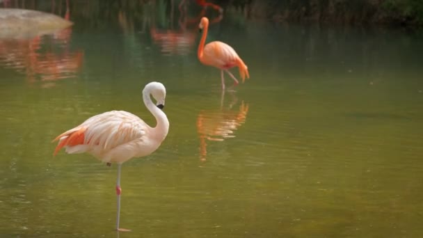 American Phoenicopterus Ruber Chilensis Και Chilean Flamingos Phoenicopterus Chilensis Όμορφα — Αρχείο Βίντεο