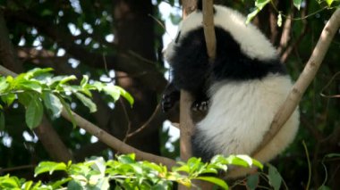 Ağaçtaki dev panda yavrusu. Chengdu, Sichuan, Çin