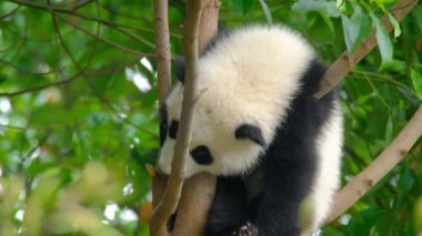 Şirin dev panda yavrusu ağaçta uyuyor. Chengdu, Sichuan, Çin