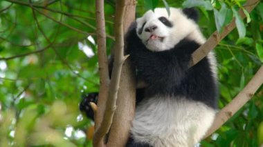Şirin dev panda yavrusu ağaçta uyuyor. Chengdu, Sichuan, Çin