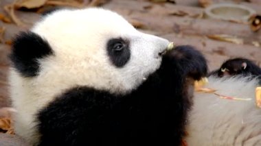 Çin turistik cazibesi - dev panda yavrusu bambu yiyor. Chengdu, Sichuan, Çin