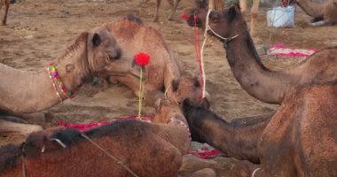 Ünlü Hint develeri tarlada Pushkar mela deve festivali ticareti yapıyor. Develer gün doğumunda çiğniyor. Pushkar, Rajasthan, Hindistan
