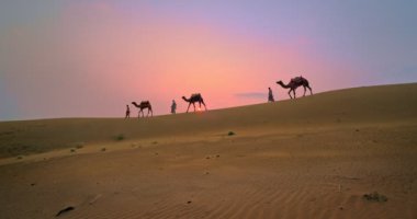Gün batımında Thar Çölü 'nün kum tepelerinde bedeveleri olan Hint develeri. Rajasthan 'daki karavan turizm arka planında safari macerası. Jaisalmer, Rajasthan, Hindistan