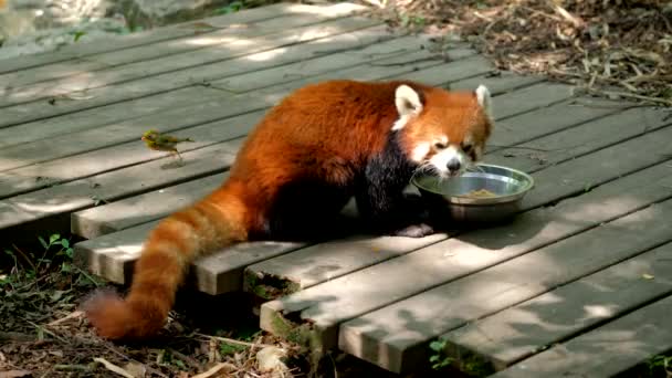 Red Panda Eating Chengdu Sichuan China — Stock Video