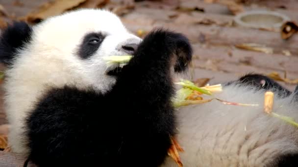 Daya Tarik Wisata Tiongkok Anak Beruang Panda Raksasa Memakan Bambu — Stok Video