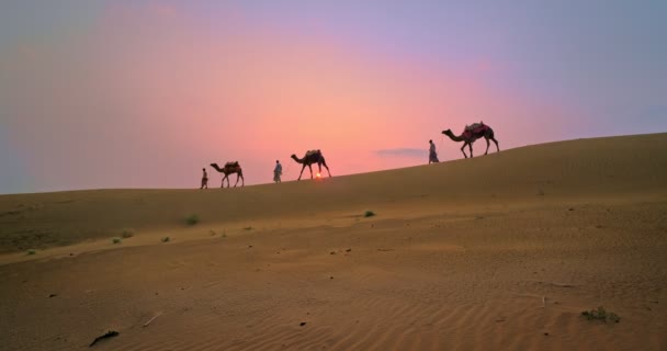 印度骆驼骑手 骆驼司机 在日落时带着骆驼在塔尔沙漠的沙丘上行走 拉贾斯坦邦的商队在旅游背景下探险 Jaisalmer Rajasthan India — 图库视频影像