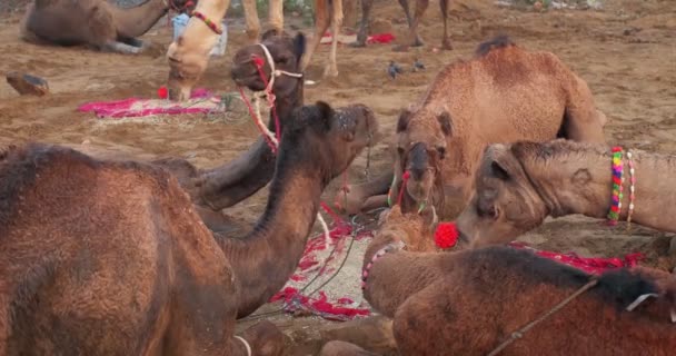 Известные Индийские Верблюды Торгуют Верблюдами Пушкар Мела Ярмарка Верблюдов Фестиваль — стоковое видео