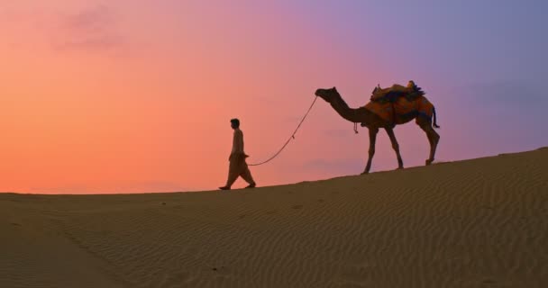 印度骆驼司机贝都因人 日落时带着骆驼在塔尔沙漠的沙丘上行走 拉贾斯坦邦旅游背景的探险 Jaisalmer Rajasthan India — 图库视频影像
