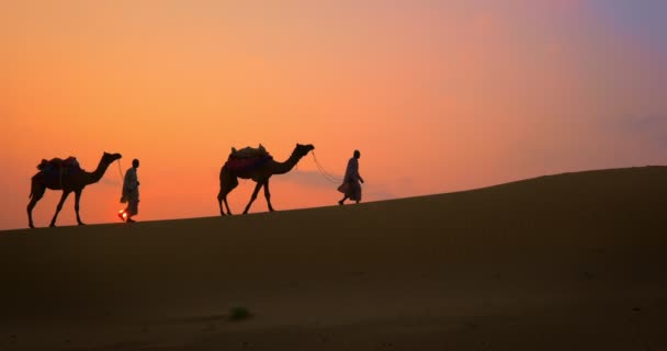 日没のタール砂漠の砂丘でラクダのシルエットを持つインドのカメラマン ラクダの運転手 ベドウィン ラジャスタン州のキャラバン旅行観光の背景サファリの冒険 インドのラジャスタン州ジャイサルマー — ストック動画