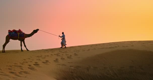 印度骆驼骑手 骆驼司机 在日落时分与顽强的骆驼在塔尔沙漠的沙丘上搏斗 拉贾斯坦邦旅游概念背景的探险 Jaisalmer Rajasthan India — 图库视频影像