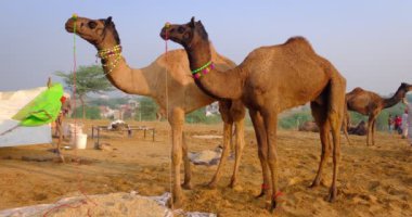 Ünlü Hint develeri tarlada Pushkar mela deve festivali ticareti yapıyor. Develer gün doğumunda çiğniyor. Pushkar, Rajasthan, Hindistan