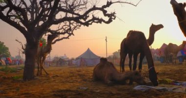 Ünlü Hint develeri tarlada Pushkar mela deve festivali ticareti yapıyor. Develer gün doğumunda çiğniyor. Pushkar, Rajasthan, Hindistan. Yatay kaydırma