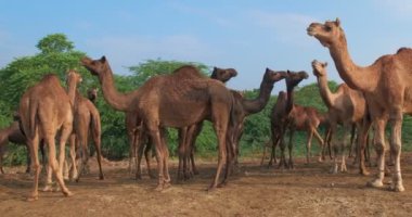 Pushkar Mela Pushkar Deve Fuarı 'ndaki develer Pushkar, Rajasthan, Hindistan' daki ünlü turistik eğlence merkezi. Dolly vurdu.