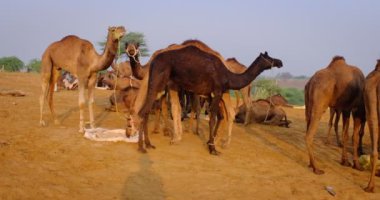 Ünlü Hint develeri tarlada Pushkar mela deve festivali ticareti yapıyor. Develer gün doğumunda çiğniyor. Pushkar, Rajasthan, Hindistan. Yatay kaydırma