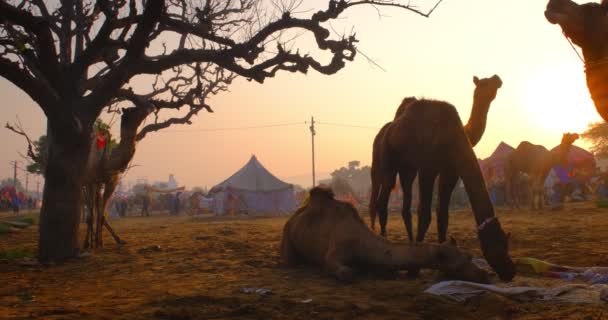 有名なインドのラクダは フィールドでプシュカルカムラフェルフェスティバルを取引しています 日没時にチューイングをするカメル プーシュカル ラジャスターン インド 水平カメラパンニング — ストック動画