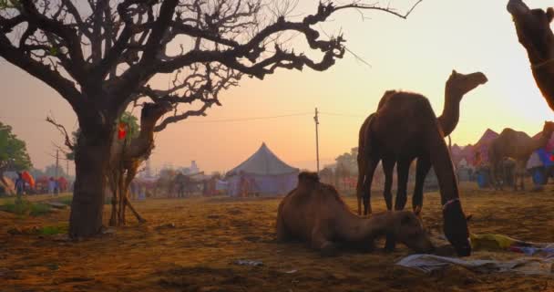 有名なインドのラクダは フィールドでプシュカルカムラフェルフェスティバルを取引しています 日の出にチューイングするカメル プーシュカル ラジャスターン インド パンキング — ストック動画
