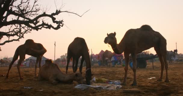 Διάσημες Ινδικές Καμήλες Εμπορεύονται Pushkar Mela Καμήλα Δίκαιη Φεστιβάλ Στο — Αρχείο Βίντεο