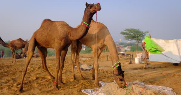 有名なインドのラクダの貿易分野でプシュカルメララクダフェア ラクダの日の出に噛む食べている プシュカルラジャスタンインド — ストック動画