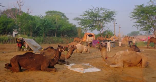 著名的印第安骆驼在田里交易普什卡骆驼节 骆驼在日出时咀嚼食物 印度拉贾斯坦邦普什卡 — 图库视频影像