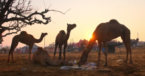 Відомі Індіанські Верблюди Торгують Ярмарковим Фестивалем Pushkar Mela Верблюди Їдять — стокове відео