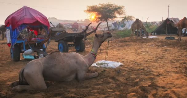 Відомі Індіанські Верблюди Торгують Ярмарковим Фестивалем Pushkar Mela Верблюди Їдять — стокове відео