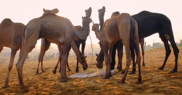 Camelos Indianos Famosos Trocam Pushkar Mela Festival Camelos Justo Campo — Vídeo de Stock