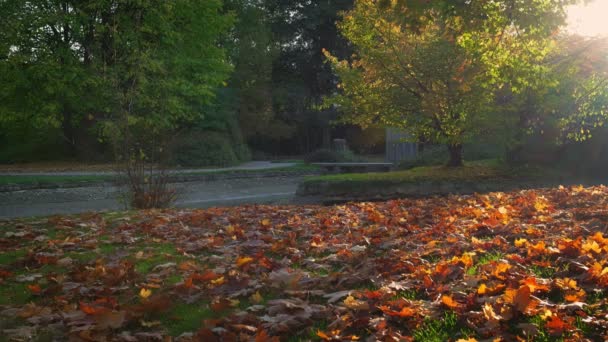 Χρυσή Φθινόπωρο Φθινόπωρο Οκτώβριος Στο Διάσημο Μόναχο Χαλαρώστε Τόπο Englishgarten — Αρχείο Βίντεο