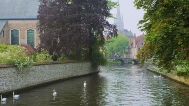 Brugge-Bruges kanalı, arka planda Meryem Ana Kilisesi ve köprünün altından geçen turist teknesiyle yaşlı ağaçların arasında suyla beyaz kuğular üzerinde. Brugge, Belçika