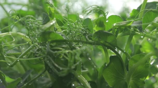 Taze Mikro Sebzeler Sağlıklı Salata Için Tatlı Bezelye Filizi Yetiştiriyor — Stok video