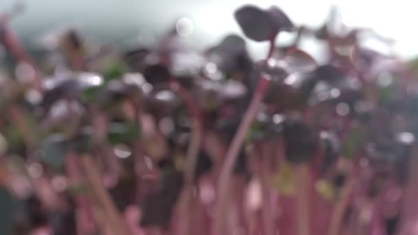 Färska Mikrogröna Växter Som Växer Solrosfrön För Hälsosam Sallad Färsk — Stockvideo